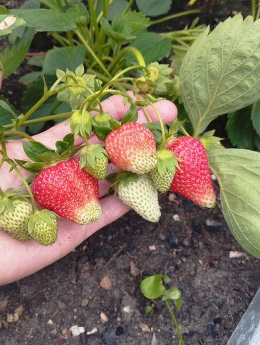 Рассада клубники, малины