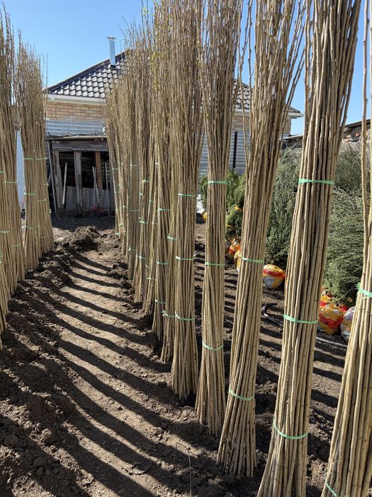 Тополь пирамилальный