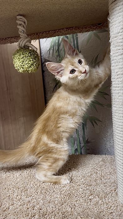 Продам котенка Мейн-кун Костанай