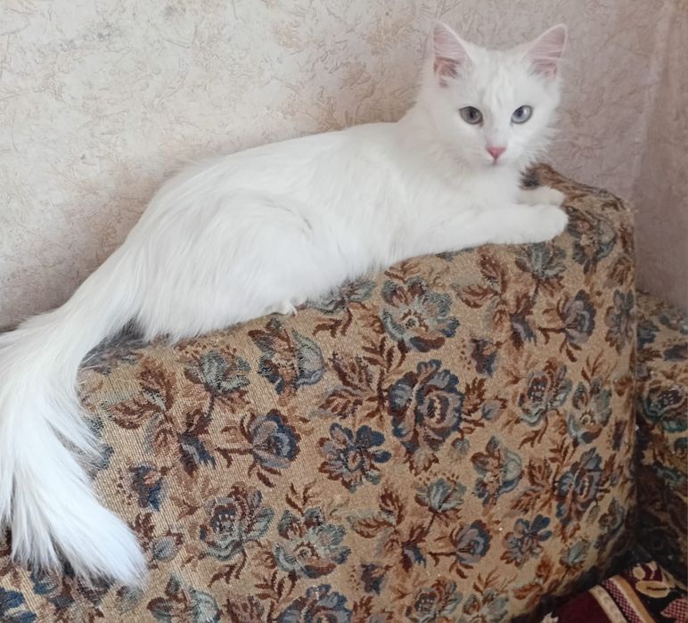 Пристраивается стерилизованная кошка.