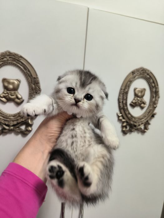 Котята от правильной вязки