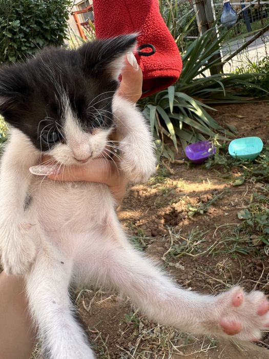 Adoptie pisicute