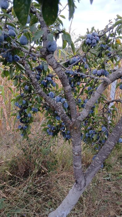 Prune de vanzare