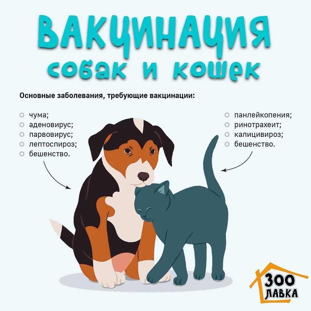 Ветеринарный врач/вакцинация собак и кошек/вызов врача - Услуги для  животных Алматы на Olx