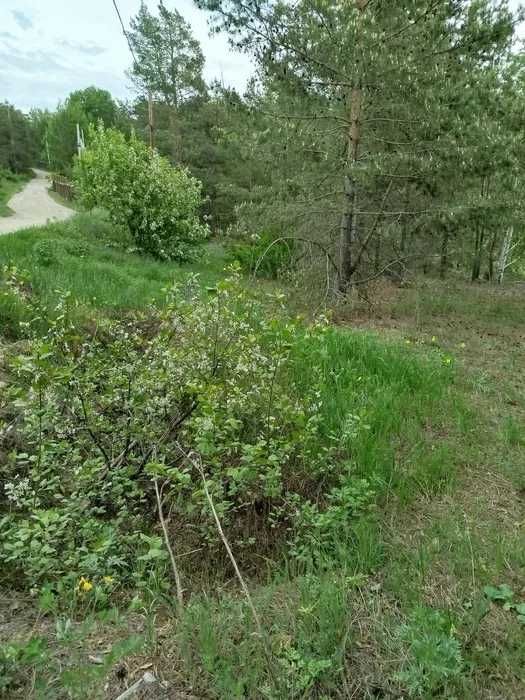 Участок в Голубом заливе. Бухтарма