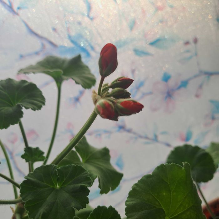 Герань красная продам