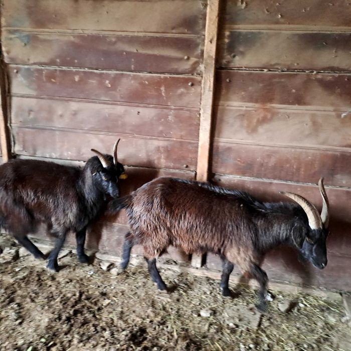 Продам коз три головы