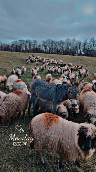 Vând turmă de oi tinere!