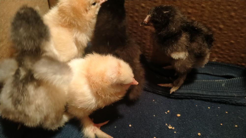 Продам цыплят суточных