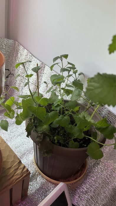 Цветок мята мелиса домашняя