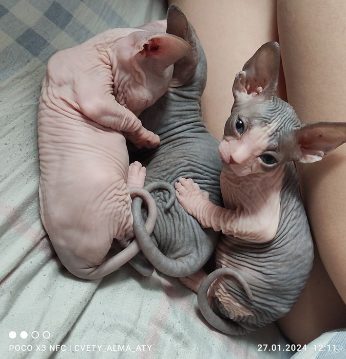 Кот сфинкс на вязку.