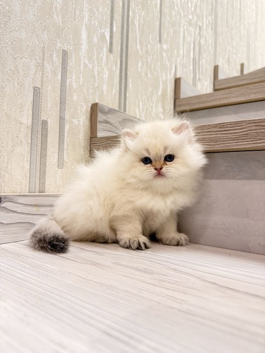 На продаже элитный мальчик