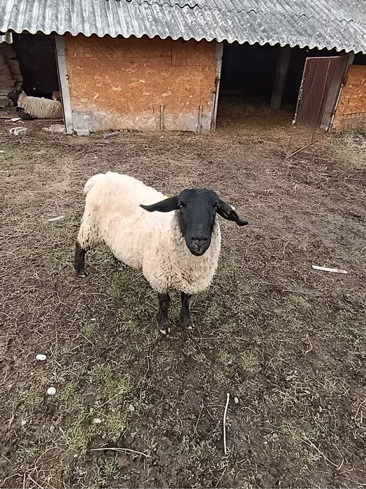 Vând 6 oi Suffolk cu miei