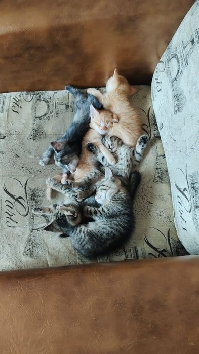 Отдам котят в добрые руки.