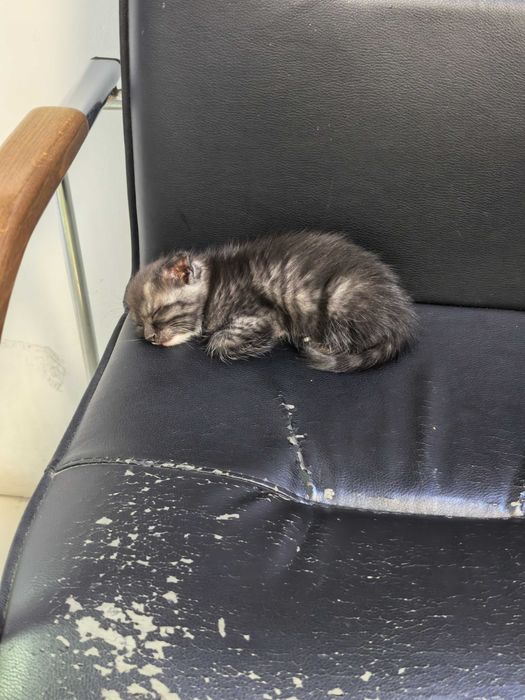Отдаю котёнка в добрые руки
