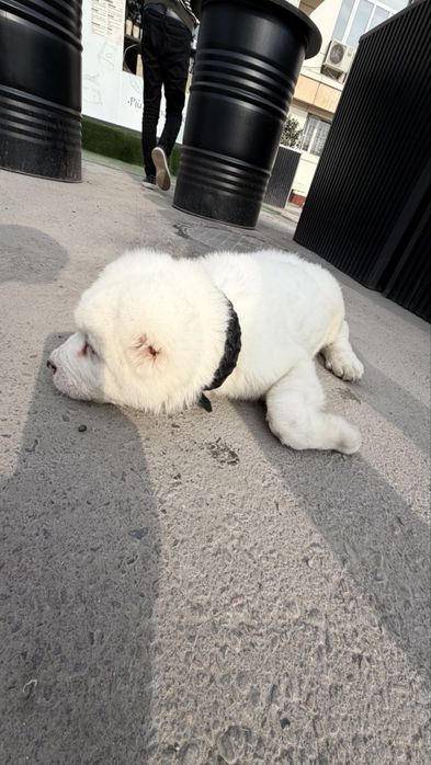 Щенок порода Алабай возраст 50дней