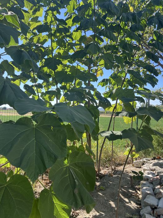Vand copaci Paulownia puiet si matur