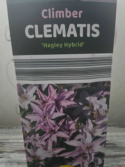 Градински Клематиси 3 цвята