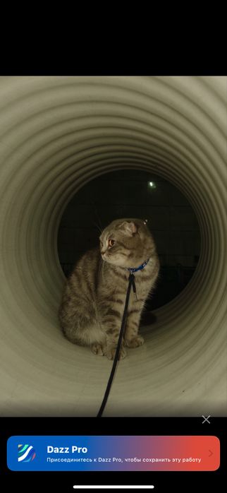 Шотлансдкая кошка