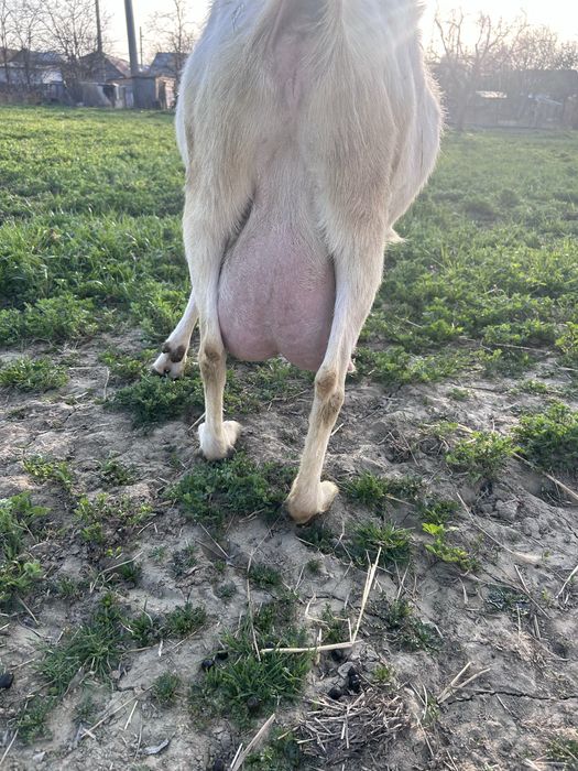 Vand vitele si o capra