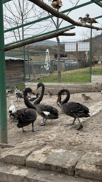 Лебеди, гъзки, патки