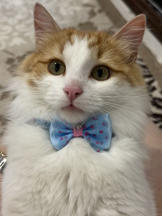 Отдам кота в добрые руки