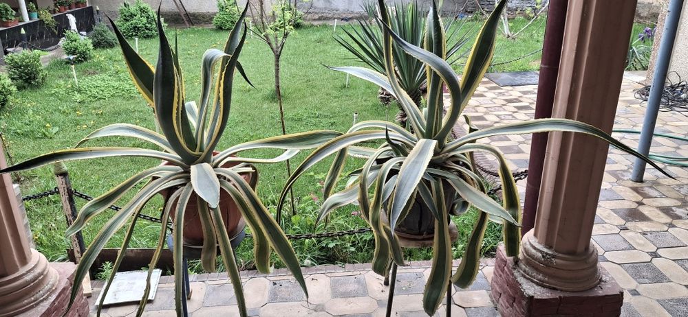 Цветок.   Агава    2 гаршка