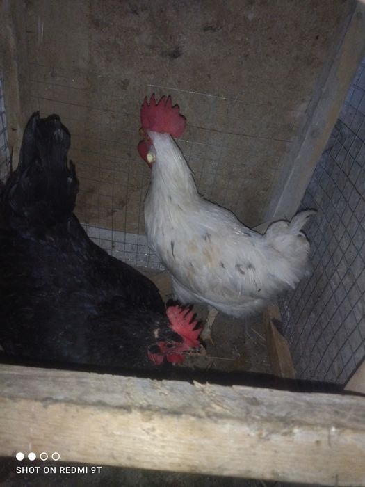 Juda yaxshi sogʻlom