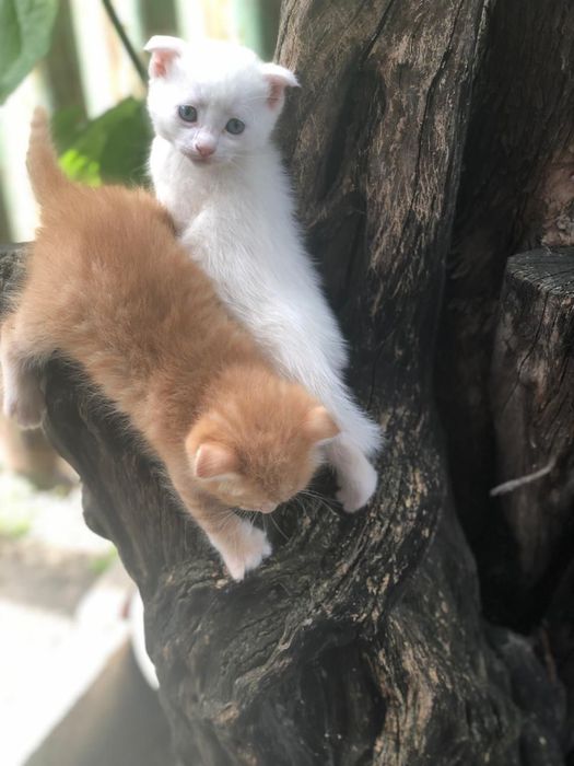 Отдам котят в хорошие руки