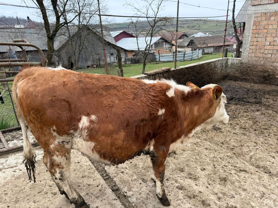 Juninci Baluță Românească