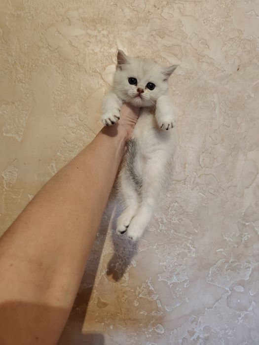 Алматы Шиншиллы Серебро