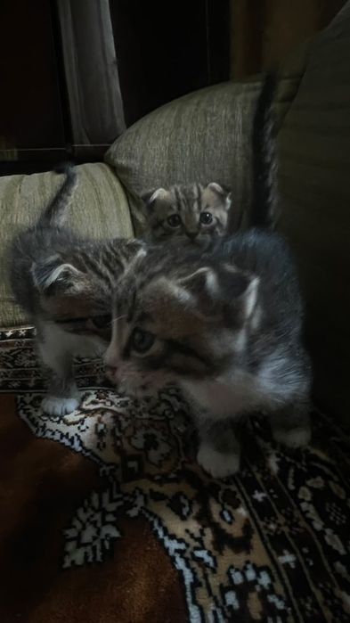 Отдам котят в добрые руки