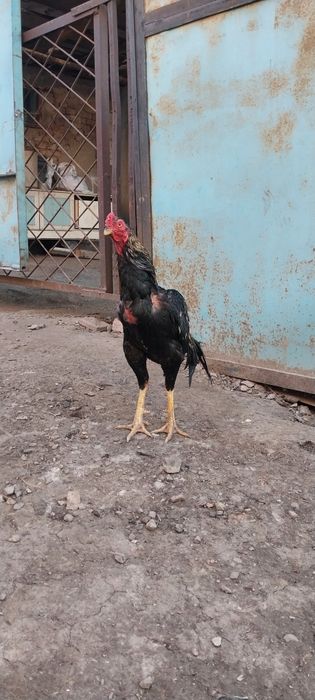 Дакан курица и петух