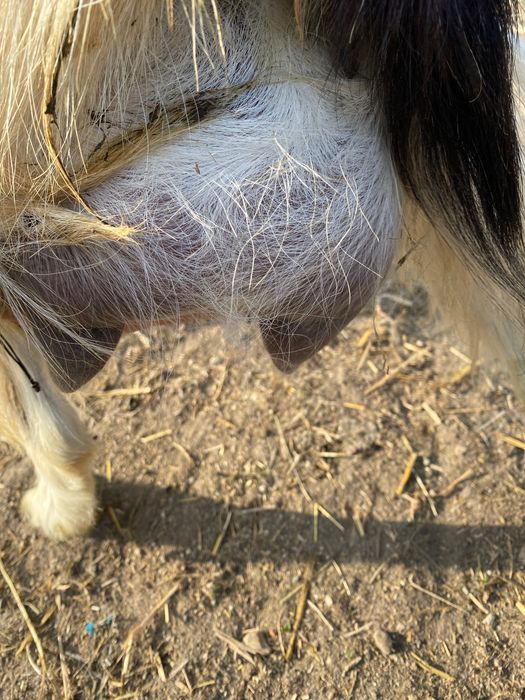 Vând capre cu iezi și care trebuie să fete