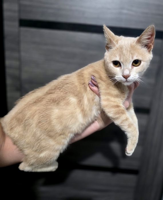 Срочно в Доброе Руки очень Красивый котёночек!