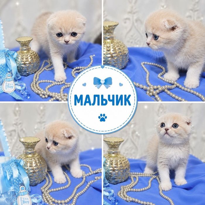 Котята скоттиш фолд и скоттиш страйт