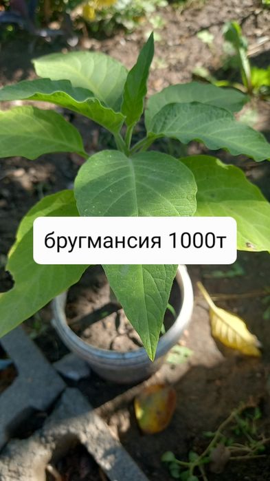 Продам недорого цветы