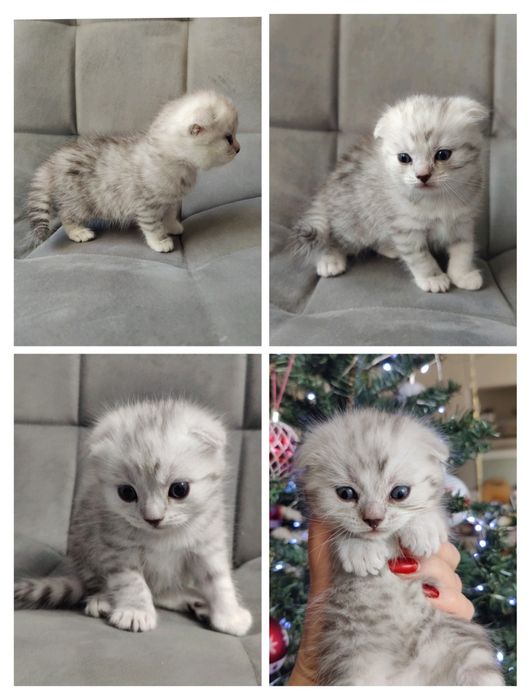 Шотландские вислоухие