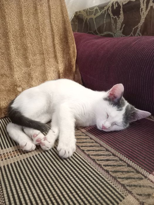 Красивая кошечка 1000тг