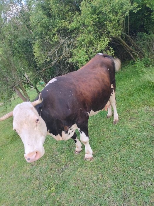 Vaca gestanta in 8 luni balțata romaneasca