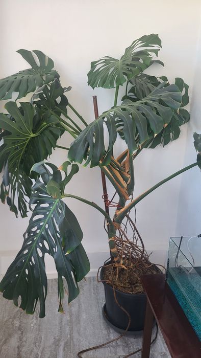 Vand filodendron