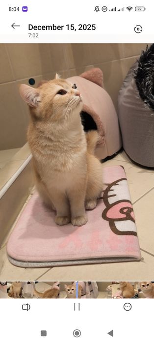 9-месечна женска златна британска късококосмя котка