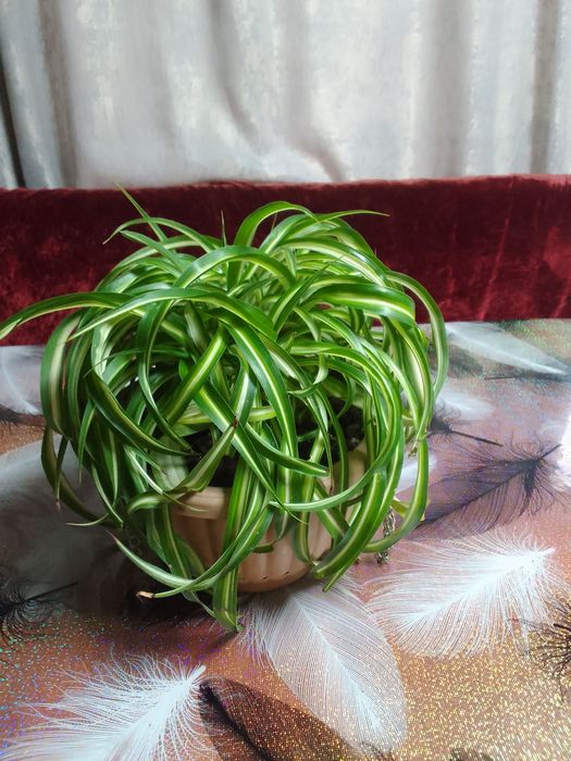 Продам домашние . Цветы.