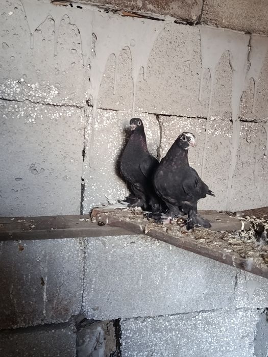 Пара Пискунов от рыбоголовых