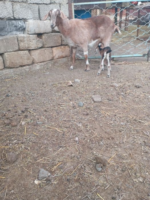 Продается альпийская коза