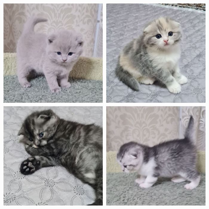 Вислоухие/шотландские/скоттиш фолд