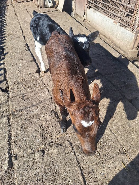 Vând doi viței.  Vârstă de 2 săptămâni!