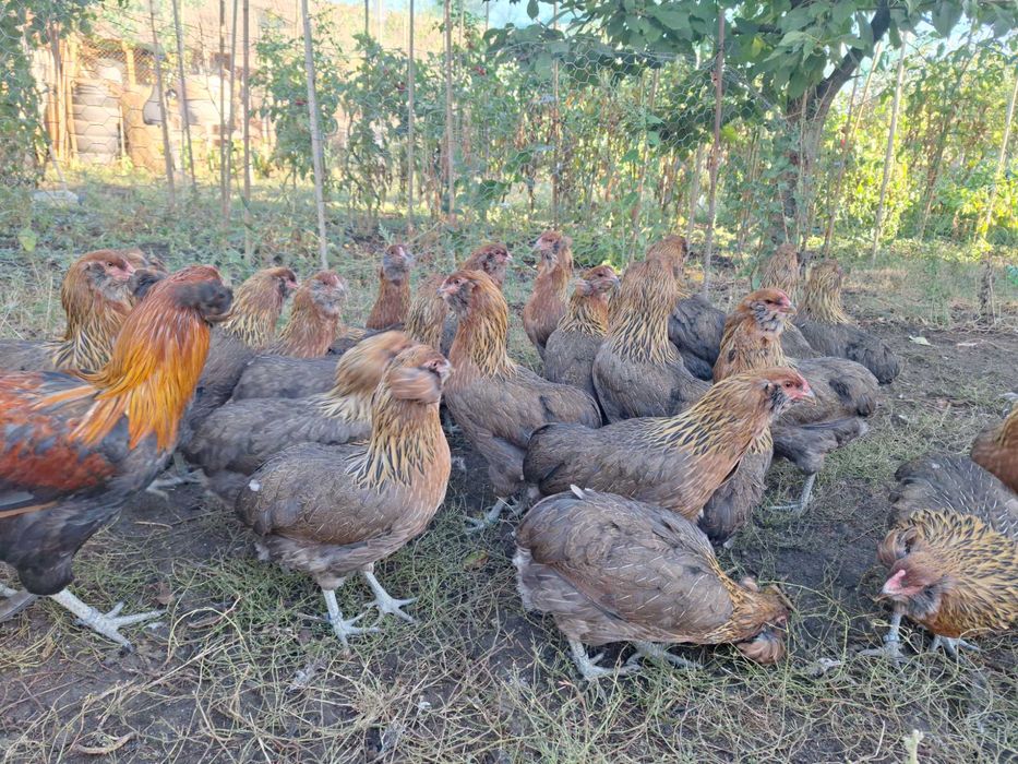 Araucana gaini 2026