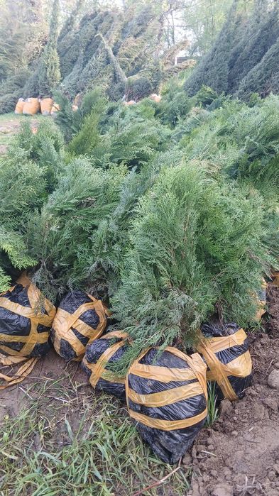 Kokarrishi o'zingizga  bogliq