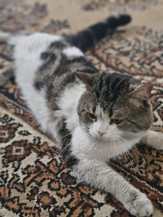 Отдадим в хорощие руки